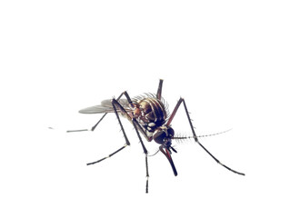 photograph of Mosquito die in the prone position due to exposure to toxins , Danger from beasts Carrying germs to humans, on isolate white background