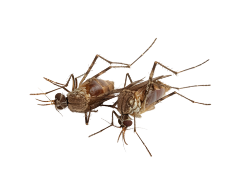 photograph of Mosquito die in the prone position due to exposure to toxins , Danger from beasts Carrying germs to humans, on isolate white background
