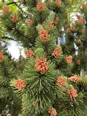 Pine Tree
