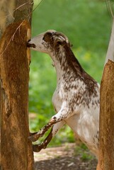 Goat Eating Bark Of Tree