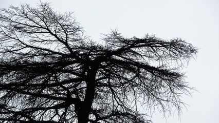 silhouette of a tree