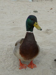 Animal observateur