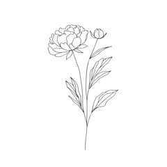  peony in one line art drawing style. Vector illustration