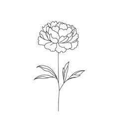 peonies in one line on a white background. botanist flowers. flora aesthetic flowers in one line