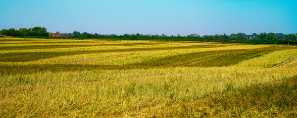 Midwestern Farmland Summer Landscape in Hartfor, Minnehaha County, South Dakota: The tranquil...