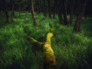 Undergrowth in spring at sunset