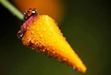 Lady Bug On Flower With Dew Drops