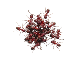 photograph of ant die in the prone position due to exposure to toxins , Danger from beasts Carrying germs to humans, on isolate white background