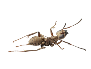photograph of ant die in the prone position due to exposure to toxins , Danger from beasts Carrying germs to humans, on isolate white background