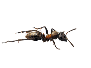 photograph of ant die in the prone position due to exposure to toxins , Danger from beasts Carrying germs to humans, on isolate white background