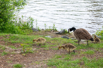 Wild Goose  with chicks  in green nature on a river