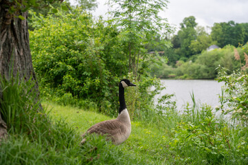 Wild Goose in the nature