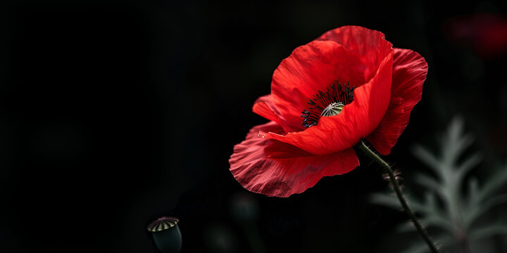 The Significance of the Red Poppy on Remembrance Day