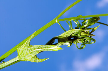 Tender stem and leaves of a chayote plant against a clear sky in a rural area of Guatemala. An organic product showcasing the process of photosynthesis.