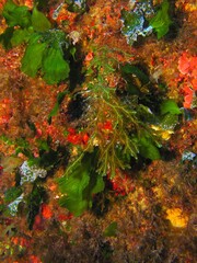 Scuba diving on the underwater wall, algae macro photography. Colorful marine life - algae in the sea. Marine life, travel picture. Wildlife in the ocean.