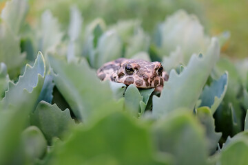 European green toad, bufo viridis, hiding below a green sedum leaves in summer. Amphibian looking...