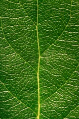 Obraz premium Leaf Detail