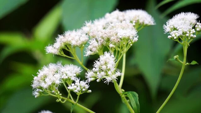 Eupatorium perfoliatum (boneset, boneset, agueweed, feverwort, sweating plant). This plant applied extracts for fever and common colds