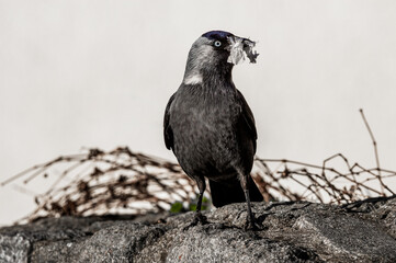 Kawka zwyczajna (Corvus monedula) buduje gniazdo ze śmieci w mieście