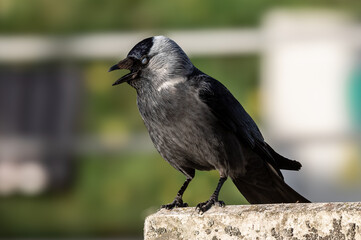 Kawka zwyczajna (Corvus monedula) buduje gniazdo ze śmieci w mieście