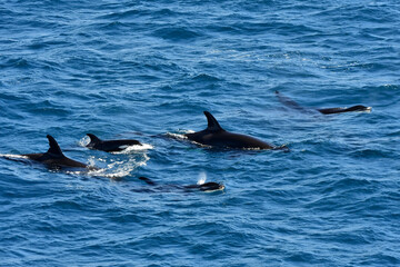 Fototapeta premium A family of Orca in the ocean wild and free