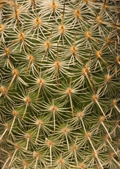 Cactus Close-Up