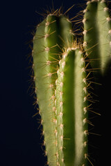 Cactuses