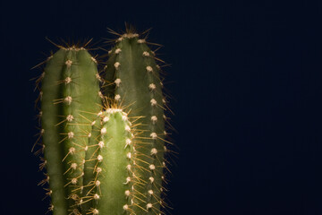 Cactuses