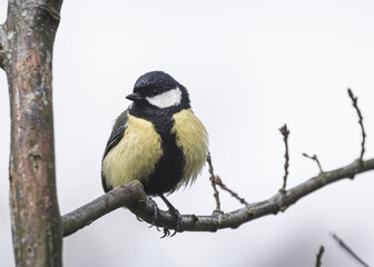 Bogatka, sikora bogatka (Parus major) – gatunek małego, częściowo wędrownego ptaka wróblowego z rodziny sikor (Paridae)