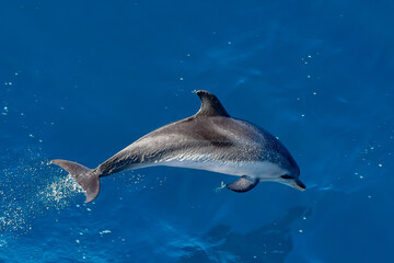 Atlantic spotted dolphin swimming in the water
