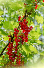 red currant berries