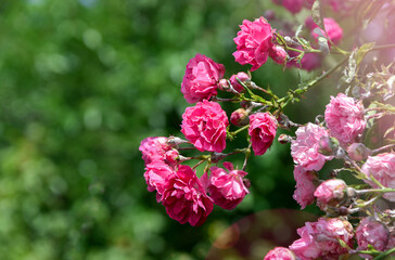 pink roses flowers in the garden