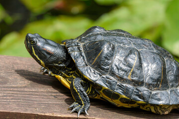 Obraz premium turtle on a tree
