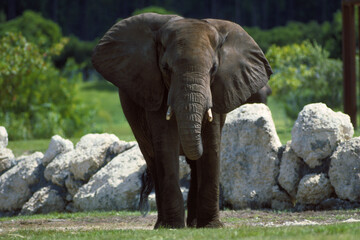 Fototapeta premium Elephant In Motion