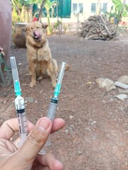 veterinarian with dog