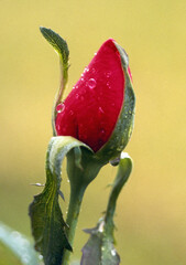 Rose Bud