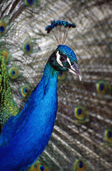 Peacock Showing Plumage