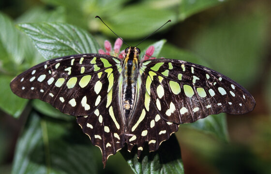 Tailed Jay Butterfly