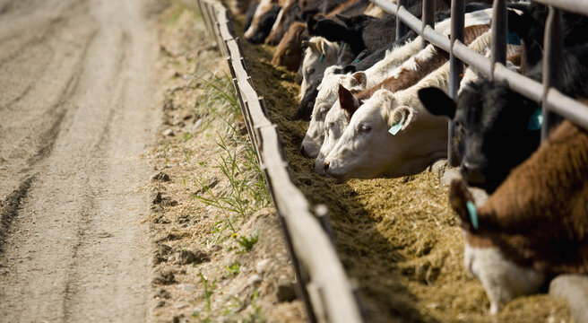 Cattle Feeding