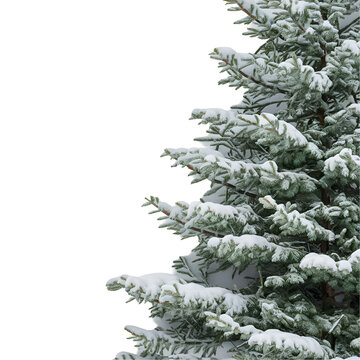 christmas tree branch fir with snow
