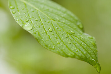 Leaf With Raindrops
