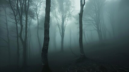 Obraz premium mysterious forest in dense fog atmospheric landscape photography