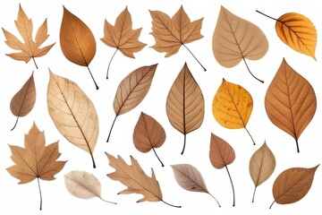 Obraz premium collection of dry autumn leaves isolated on white background.