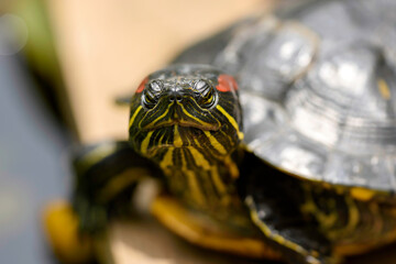 Obraz premium turtle on a tree