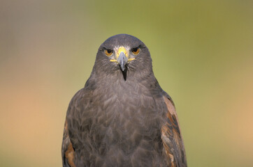 Harris Hawk