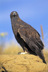 Golden Eagle Portrait