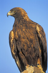 Golden Eagle On Rock