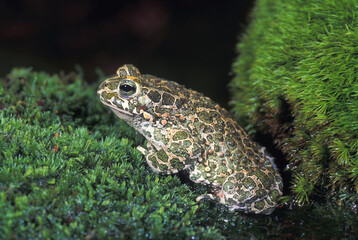 European Green Toad