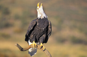 Bald Eagle Calling