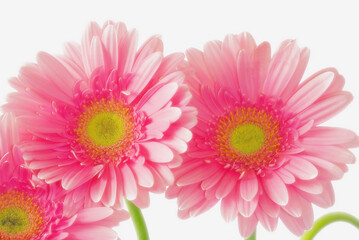 Pink Gerbera Daisies